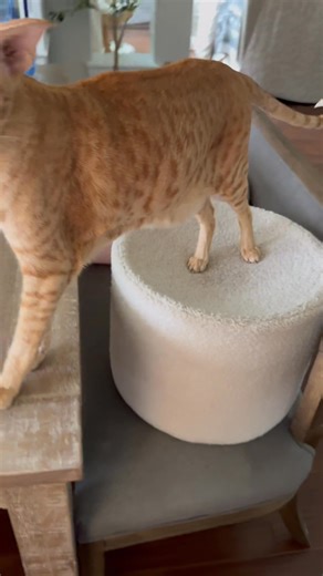 2.8M views · 140K reactions | Good chat with Keebler 李 | Oriental Cat Squad | Facebook