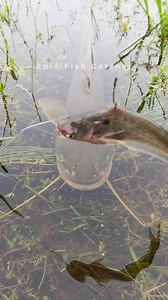 clever fish #fish | Epic Fish Catcher FB