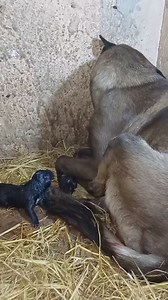 609K views · 4.4K reactions | C Abo Nour Dog-farm on Reels | Facebook