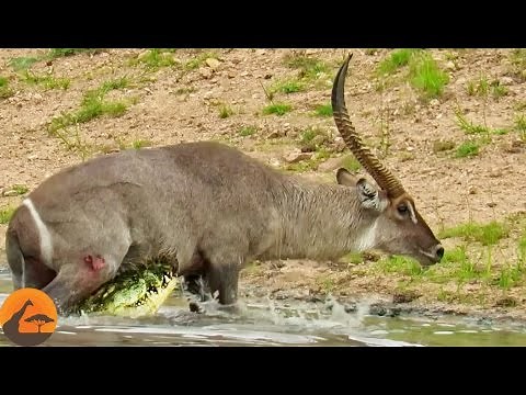Waterbuck Escapes the Jaws of a Crocodile