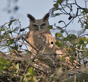 Dusky eagle owl - Alchetron, The Free Social Encyclopedia