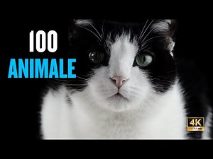 Animale pentru copii 4K | Denumiri și Sunete