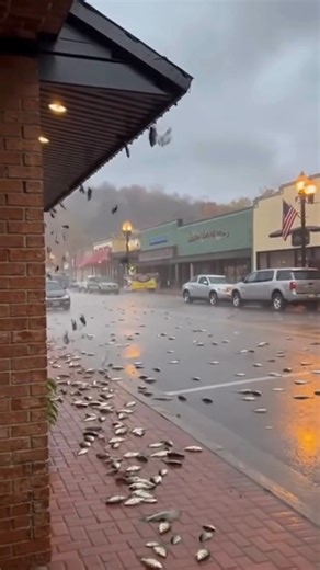 Several residents captured video of fish falling from the sky during a thunderstorm in Blue Ridge. The footage shows dozens of fish scattered across driveways and yards as rain continues to fall. Officials say rare weather events can sometimes lift aquatic life into the air and carry them long distances before dropping them back to the ground. Cleanup crews were dispatched after reports of slippery conditions on local streets. - Callie 👉 #BreakingNews #ViewerVideo #CaughtOnCamera #Weather #Fish