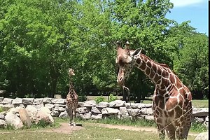 The fun starts NOW! From larger-than-life brick animal sculptures to drinks at sunset, the Detroit Zoo is the hottest place to be this summer. Visit our website to see our full event lineup: https://bit.ly/2uC09Qd | Detroit Zoo