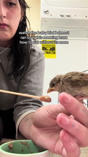 Baby Sparrow Learning to Eat Independently