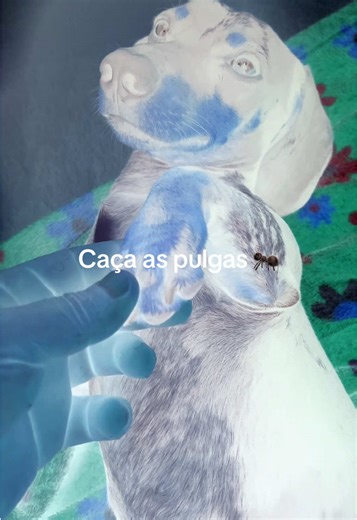 Efeito deu certo: Caça as pulgas 🐜