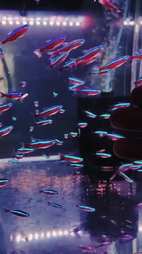 44K views · 1.1K reactions | The cardinal tetra is a very popular aquarium fish, but is less widespread than the neon tetra because until recently, it was difficult to breed in captivity. #aquariumhobby #aquarium #fishkeeping | Hendrix backyard TV | Facebook