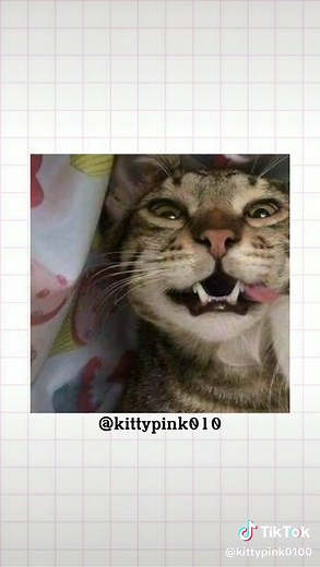 Matching Icons of Cats on Instagram