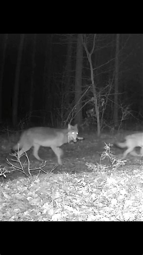 2 Grey Wolves at Night… One Carrying a Deer Leg 🐺😳 Trail Cam Poland