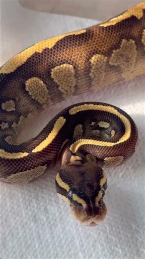 Stranger, Enchi, Fire with Ringer 🔥🔥🔥 #reptiles #ballpython #stranger #beautiful #cool #ringer