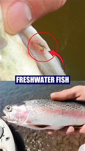 Eating Freshwater Fish Can Be Dangerous? - Why Herd
