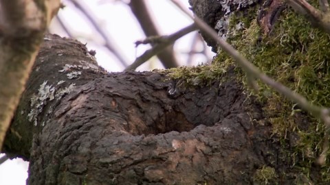 Nature's Architects: From Meerkats to Woodpeckers, Animals That Build Remarkable Homes