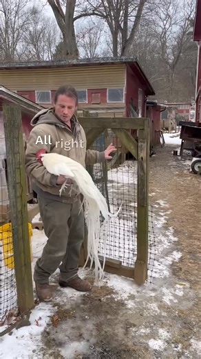 Patrick McDuffee on Instagram: "This is Thor. I tend to hold onto the top 2-4 of a hatch to grow them out a bit until I narrow it down to my alpha and beta. Thor is a top shelf white longtail, sad to see him go but if your lucky you can catch some of my best when I’m trying to make space for the next generation #usonagadori #uslongtail #usbreeder #longtailedfowl #prettyfeathers #chickensofinstagram #longtail #onagadori #white #thor"