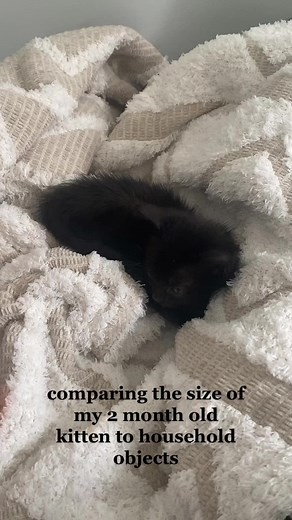 Size Comparison of a 2-Month-Old Kitten