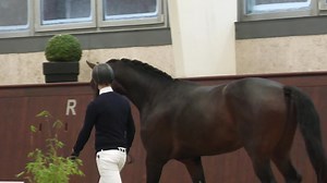 4.6K views · 235 reactions | 퐁퐥퐮퐞 퐇퐨퐫퐬 퐅퐥퐚퐬퐡퐝퐚퐧퐜퐞퐫 For Dance - Dagostini - Stedinger  Præmiehingst i Hannoveraner Verband e.V.  Spændende blodlinjer, der kombinerer For Dance, Dagostini samt Stedinger med en stærk hoppestamme Ud af samme Oldenburger-hoppelinje som bl.a. de Olympiske deltagere Dante Weltino og Riwera de Hus Læs mere om Flashdancer her: https://www.bluehors.com/da/hingste/blue-hors-flashdancer/ | Blue Hors | Facebook