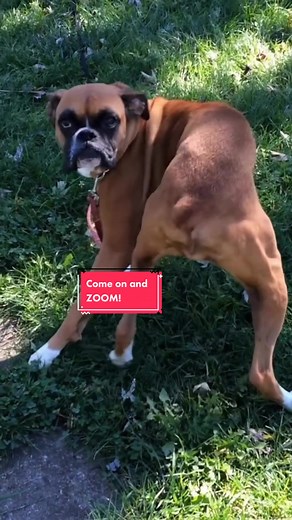 Join @gbh and #ComeOnAndZoom like it’s 1972! #ZoomChallenge #dance #zoom #animals #AnimalsOfTikTok