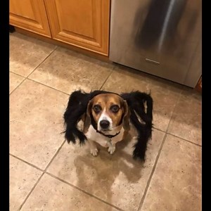 Spider Costume, Funny Halloween Cosplay Furry Giant Spider Pet Outfit, Clothes for Small Medium Dogs Cats Puppy, Party Decoration Dress Up Accessories (Black, Small)