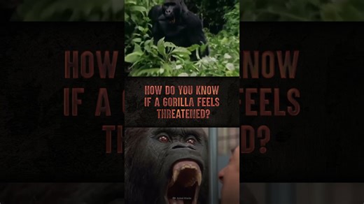 How to protect yourself during a gorilla attack