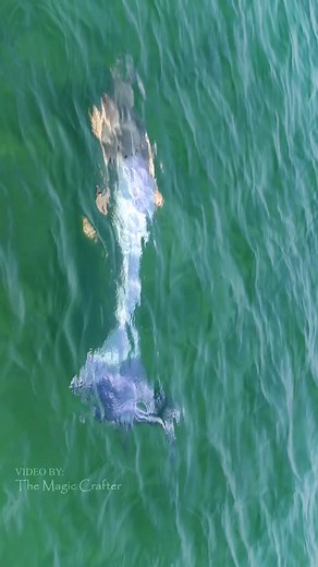 Mermaid Phantom Swimming Near a Boat