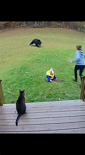 10K views · 91 reactions |  “Wild Encounter — Cat vs Bear in Real Footage”  #bear #tiger #cats #animallover #rescue | Mystères Félins | Facebook