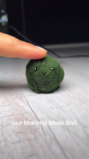 Indian Pet Keeper on Instagram: "Meet the pet that needs no walking, no feeding and can live over 100 years!😳 Marimo are an endangered species in the wild, majorly due to climate change and pollution. Surprisingly, it's not a moss but a formation of Aegagropila linnaei, a species of filamentous green algae which takes this shape due to natural water flow. Japan celebrates a festival dedicated to Marimo as a reminder to protect them in nature and it's a symbol of luck and love in Japanese cultur
