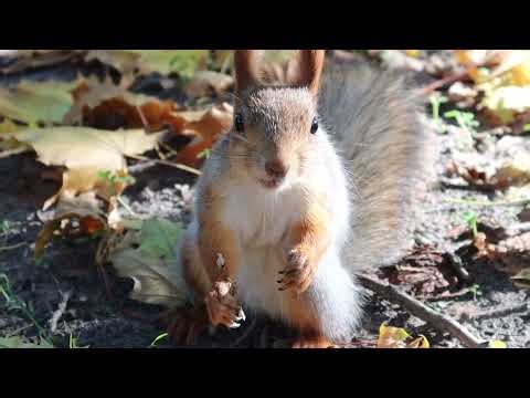 Funny and Playful Squirrels in the Park – Nature’s Little Acrobats!