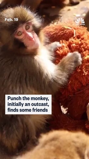 In January, Panchi-kun (or Punch, in English) had just one friend at the Ichikawa City Zoo in Japan: a small, orange orangutan plushie. Videos and photos of the two of them on social media racked up millions of views. The zoo has since said others are warming up to Punch within the enclosure. | NBC News