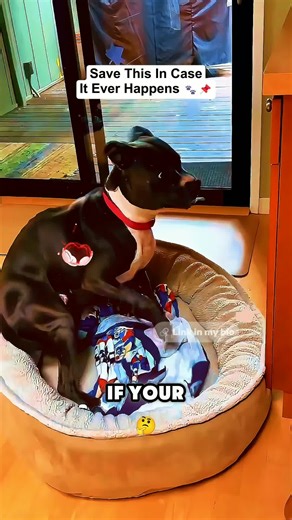 What to Do If Your Dog Has a Seizure