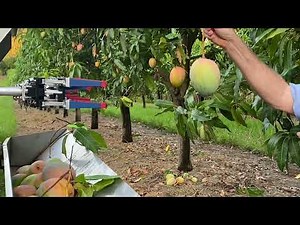 CQUni's Mango Auto Harvester