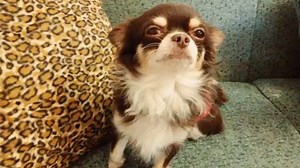 Chihuahua singing | BuzzSharer Chihuahuas