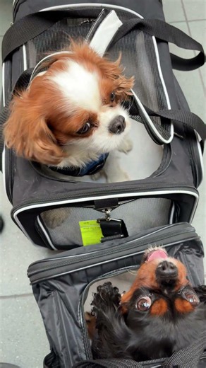 cute dogs waiting in line at the airport