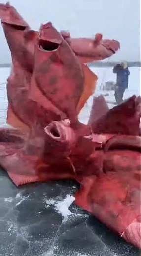 Shark Comes Out of the Ice Hole Chasing Giant Red Halibut 😱