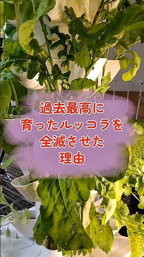 過去最高に育ったルッコラを全滅させた理由 #水耕栽培 #室内栽培 #家庭菜園の悩み #ルッコラ #サラダプラント