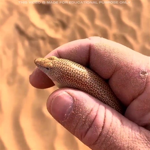 The_Man_Found_Sand_Fish_No_One_Expected_ #viral #reels #Amazing #facts #shorts | Mohammad Husain Facts | Facebook