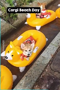 23K views · 394 reactions | Adorable Corgis Enjoying Pool Floaties Corgis in Corgi floats | La Tuya Pe' | Facebook