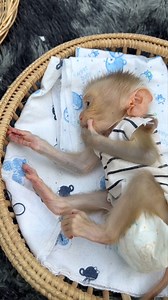 #jonnymonkeycute #monkeyreels #monkeyseemonkeydo #monkeysofinstagram #skateboarder #cutemonkeyreel #BestPhotographyChallenge #cutemonkey #jonnymonkey #Monkeyreels #cutereels #monkeyfun #beginner #funtimes #bestphotochallenge #bestphotographychallengeio #picturechallenge #photo #challenge #photoeditingchallenge #challengechallengetodayaaa #smartmonkey #challengechallengetodayaaatodaystodaytoday #challengechallengetodayaaatodaystoday | Jonny Monkey