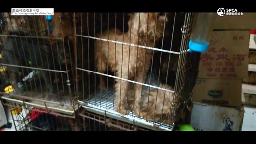 SPCA Hong Kong on Instagram: "【39隻狗同2隻貓重生故事– 救援全記錄 (上集）】 「個籠入面，除咗糞便，乜都冇……」 上年，我哋喺一個極度污糟嘅單位中，救出 39隻狗同2隻貓。佢哋全部困喺滿佈糞便嘅地下，，四周爬滿曱甴同老鼠，健康狀況極差，令人心痛…… 👉🏻撳入Story重溫案件詳情同法庭判決 今次，我哋邀請咗： 🔹愛協督察 Edmond —— 親述當日嘅救援實況 🔹豆豆新主人 Jo —— 分享豆豆由驚恐到重拾信任、擁抱幸福嘅感人故事 💌 如果你準備養寵物，不如考慮領養？ 呢啲曾經受過傷害嘅生命，依然願意再信人一次。只要你願意畀佢哋一個機會，佢哋會用一生回報你無限嘅愛。 想支持愛協督察繼續拯救更多動物？ 📢 立即捐款支持： bit.ly/4dmd0cj 你嘅一分支持，可以拯救動物一生。 #香港愛護動物協會 #愛協 #動物拯救 #領養代替購買 [The Rescue Story of 39 Dogs and 2 Cats (Part 1)] "Inside th