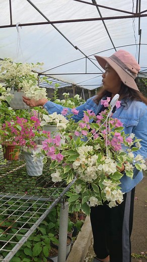 The best gawing hanging plant ang Hawaii dahil bumababa ang kanyang stem at mabulaklak din syang variety. | Blooming Hardinera Rosalinda Mercado