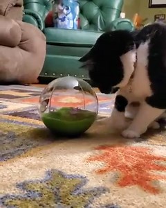 2.5K reactions · 297 shares | It's so important for your cats to keep their minds busy even when their bodies are at rest. Nothing like a (fake) butterfly in a ball to check that particular box! Click here to get yours: https://www.jacksongalaxy.com/butterfly-ball.html #totalcatmojo | Jackson Galaxy | Facebook