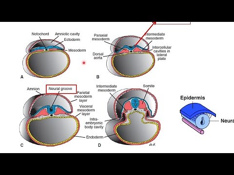Embryology Central Nervous System CNS Development / ANATOMY