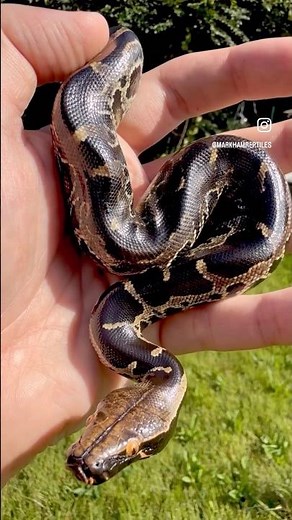 High Quality Sumatran Short Tail Python Female