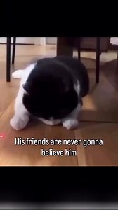 101K views · 2.3K reactions | ✨ Black cats aren’t just pets—they’re tiny panthers with hearts of gold!  Elegant, playful, and always ready to steal the show (and your heart)!  #BlackCatLove #CatMagic #FelineRoyalty #BlackCatAppreciation #MeowDelights #PetGoals #InstaFamousCats #CuteOverload #TrendingCatReels #ViralPetMoments #PawSomeVibes #CatLoversUnite #BlackBeauty #AdoptDontShop #CatTrend2025 | cute kitt black | Facebook