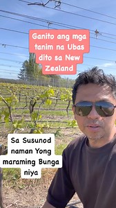 229 reactions · 23 comments | Ganda ng ubasan #vineyard #food #travel #tour #highlight #nzlife #ofw #everyone | Rogelio Jr Sales | Facebook