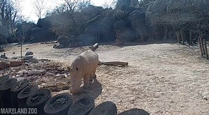 Rhinos, zebras, and ostrich, oh my! You never know who you'll see on the African Watering Hole LIVE cam: http://ow.ly/FZT850Ieinr | The Maryland Zoo in Baltimore