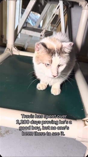 96K views · 6.9K reactions | Travis has spent over 2,200 days proving...