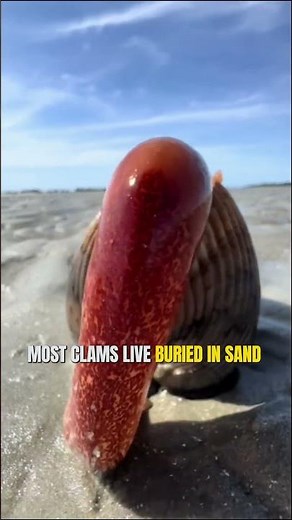 How Do Clams Swim Without Legs?