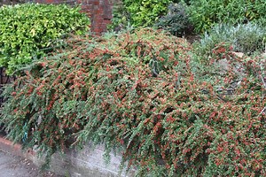 Cotoneaster horizontalis - Alchetron, the free social encyclopedia
