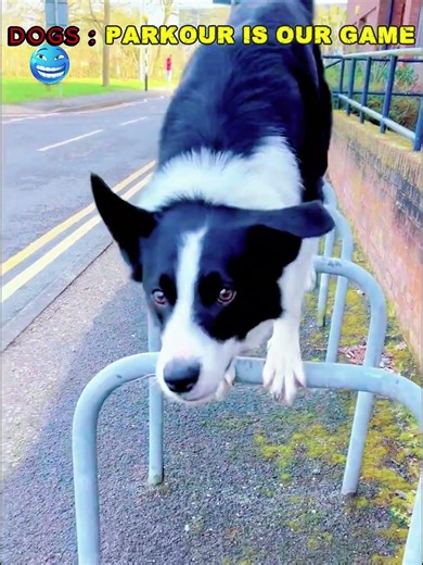 Dogs vs Cats: Parkour Challenge 🏃‍♂️🔥 #dog #cat #trolledit