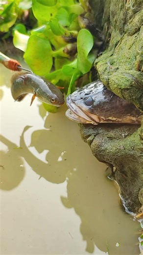 Amazing hook Fishing Video.#fish #fishing #video | The Fishing