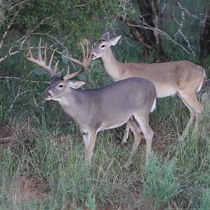 5.5K views · 154 reactions | Some deer are just timeless. This was...